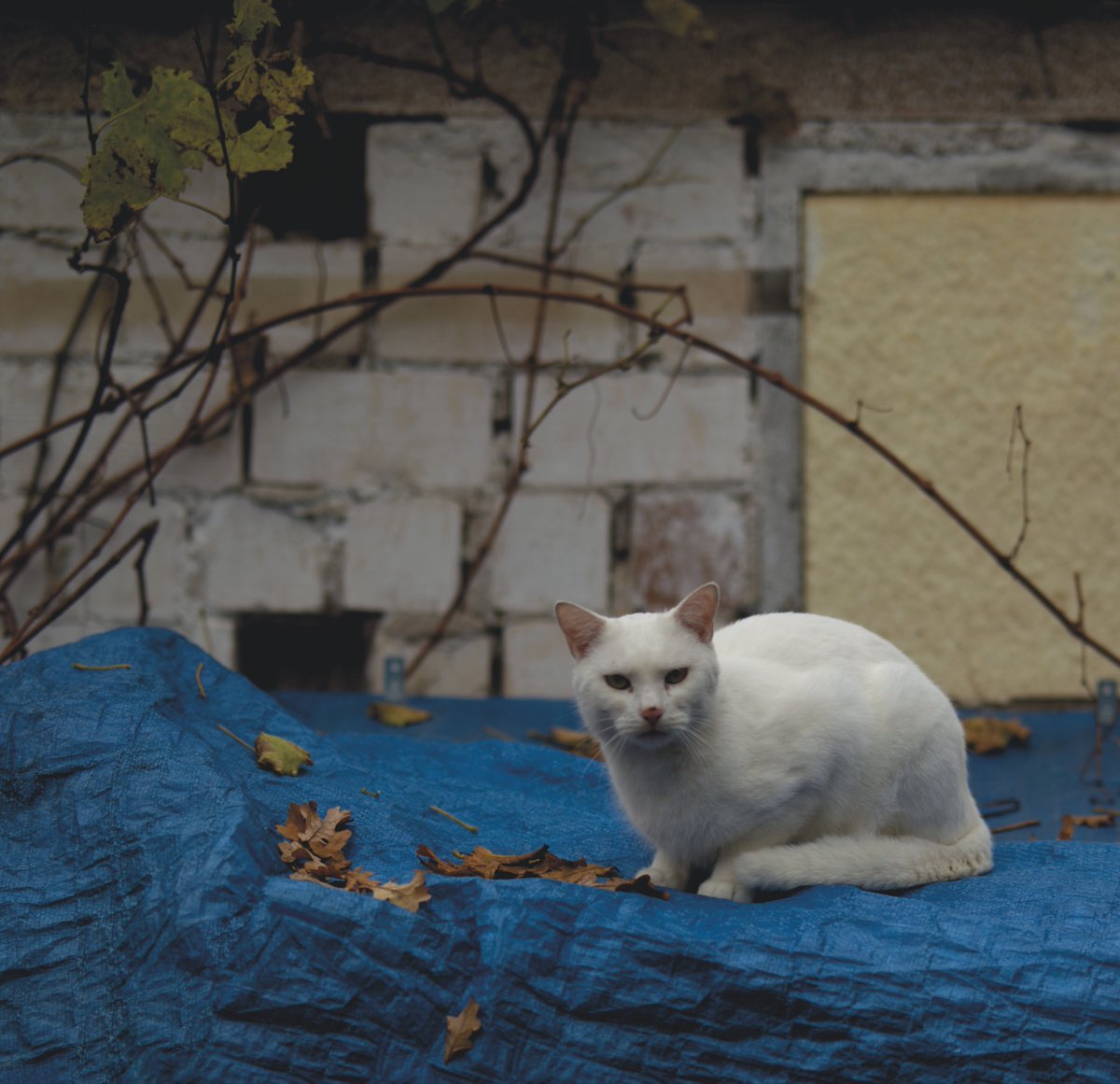 StefanLoper's tweet photo. #cat #cats #catlovers #cats_of_world #catholicism #catsofinstagram #catsinstagram #cats_today #cats_of_the_world #catfamily #catdaily #catpics #catlife #catsarelife #catsforever #catsofgram #catpictures #catphotos #catsarefunny #catsofinstaworld #catgang #cattime #catmoms #kittys https://t.co/MmsnHh5cFj