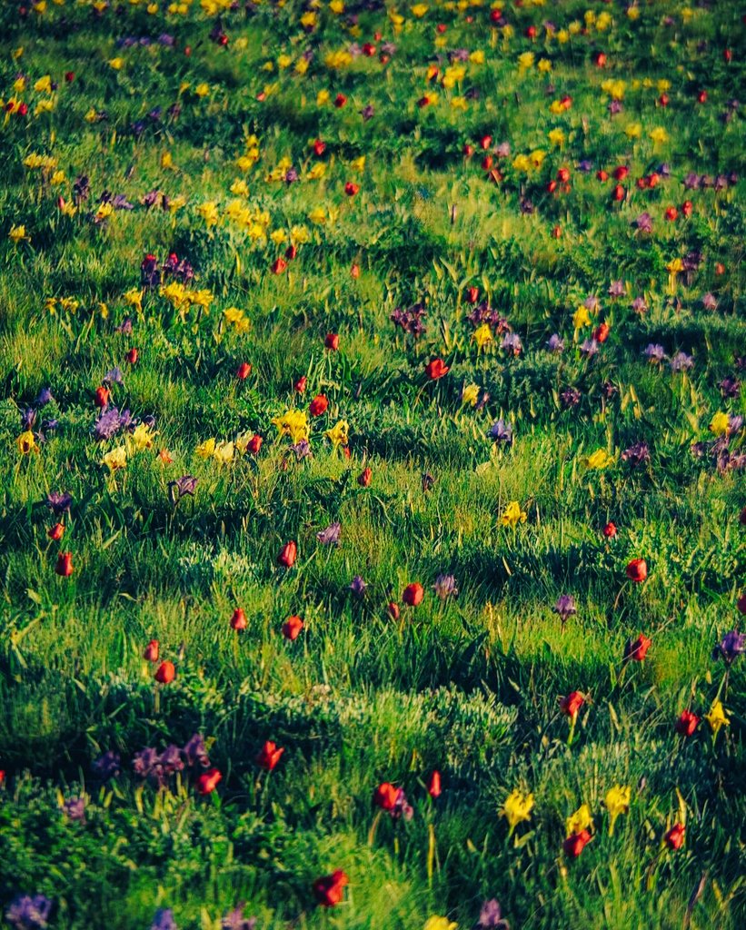 #field #flowers #beautiful #nature #sunsetclub #sunrise #summer