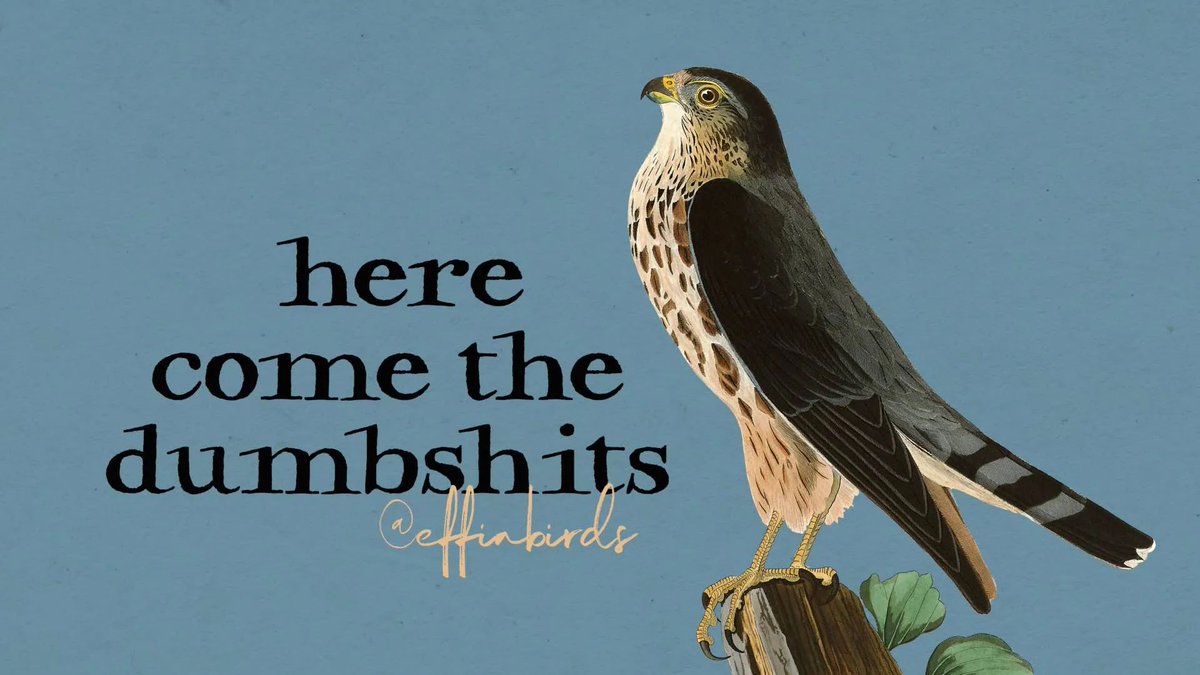 Effin' Birds (@effinbirds) on Twitter photo 