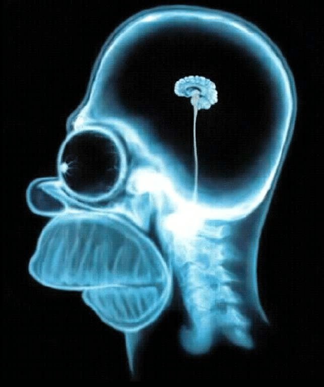 average teto fans brain