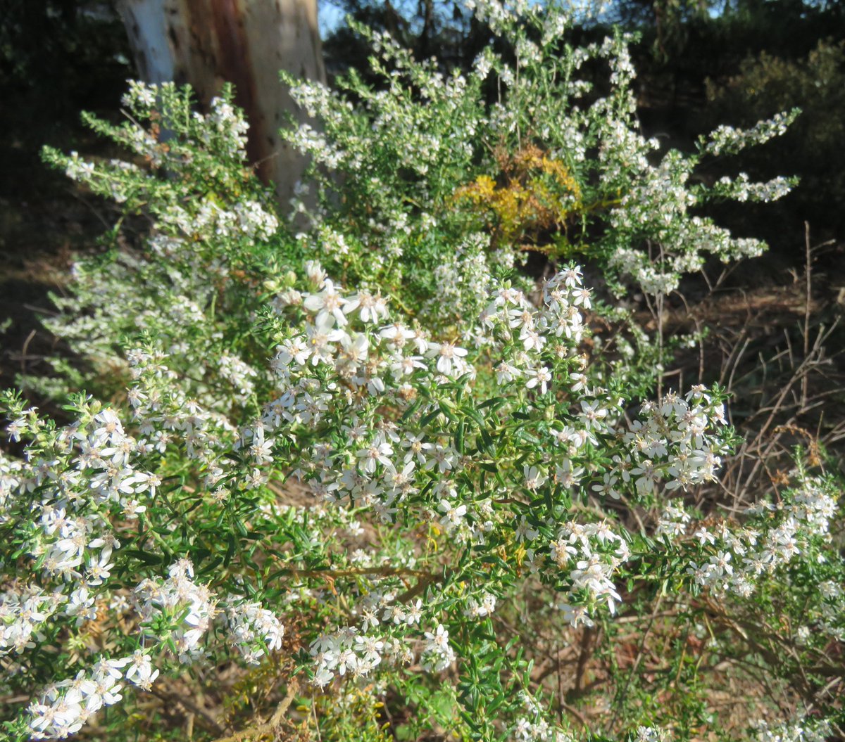 StuartWilliams_'s tweet photo. Twiggy daisy-bush (Olearia ramulosa var. ramulosa)

#YalukitWillam #Olearia #Asteraceae #ozplants https://t.co/0mODhIBfu4