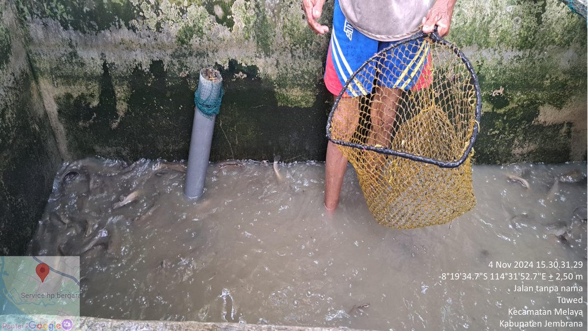 suendra3112's tweet photo. Senin (4/11/24), Nyoman Suendra, Luhkan Jembrana, di Pokdakan Mina Gutha, ds. Tuwed, kec.Melaya, melaporkan panen Lele, kolam beton, sebanyak 550 kg, luas 24 m², size 5-7 ekor/kg, harga 21000/kg
#GiatLuhkanSatminkalGondol  #Jembrana #Panen @bppsdm_gondol @bppsdm_kp @pusluhkp https://t.co/UDnHWcslhQ