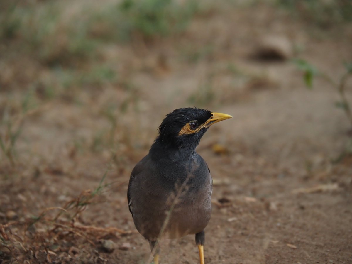 हनीमून पर गया