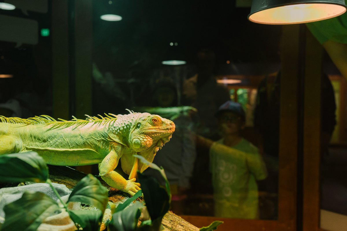 Meet Casper! Due to his genetic condition, this albino green iguana has yellow skin and limited eyesight. He relies on touch to explore and head scratches are his favorite. Learn more about Casper on Catalyst! 🦎💛 bit.ly/3CrTePv #Animals #Catalyst