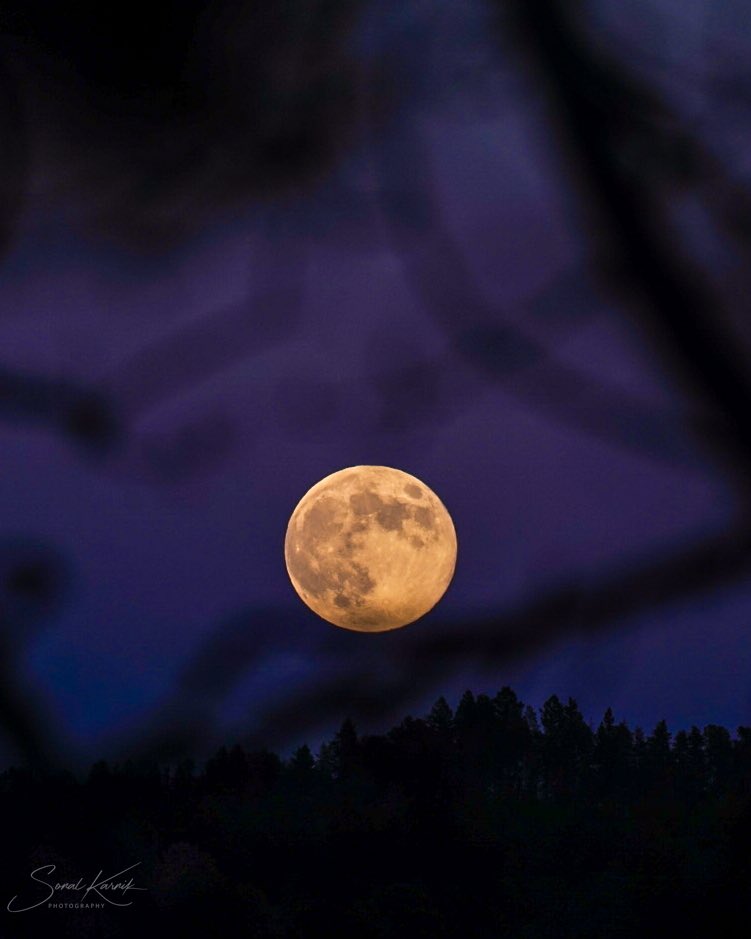 sk10's tweet photo. The Beaver Moon, the last supermoon for the year - rising this evening (Conifer, CO)
#cowx @BianchiWeather @CReppWx @9NEWS @KDVR https://t.co/NCGwwU7F85