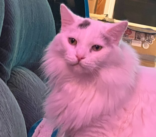 A Cat Named Bitches tweet media