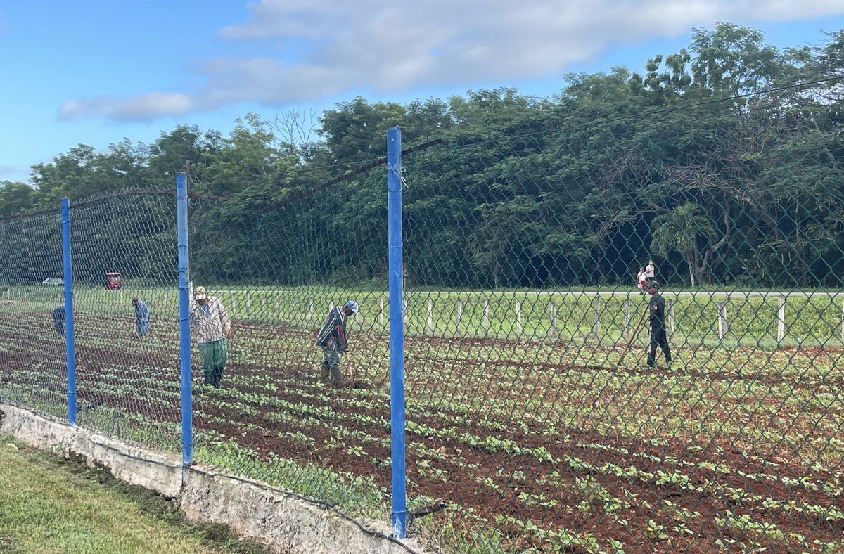 SuchelJovel's tweet photo. Se realizan en #Suchel Jovel labores para desyerbar el huerto intensivo🌱 y las áreas verdes🌴 de la entidad para contribuir a mejorar la alimentación🫛🍽️ de nuestros trabajadores y el embellecimiento del centro.
#CubaViveYTrabaja🇨🇺
#ProgramaAlimentario🥗🥬
#MatancerosEnVictoria https://t.co/6Bm62S3kRP
