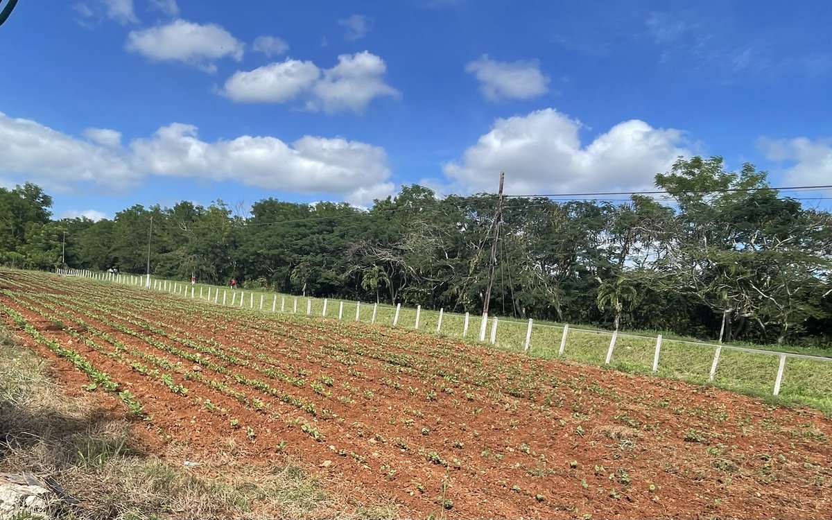 SuchelJovel's tweet photo. Se realizan en #Suchel Jovel labores para desyerbar el huerto intensivo🌱 y las áreas verdes🌴 de la entidad para contribuir a mejorar la alimentación🫛🍽️ de nuestros trabajadores y el embellecimiento del centro.
#CubaViveYTrabaja🇨🇺
#ProgramaAlimentario🥗🥬
#MatancerosEnVictoria https://t.co/6Bm62S3kRP