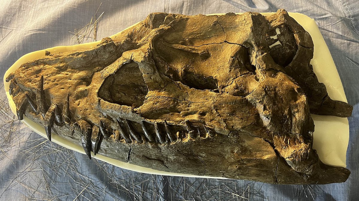 Happy #FossilFriday! This is the skull of #Nakonanectes (#MOR3072), a #plesiosaur that swam through the Western Interior Seaway that covered much of North America in the Late #Cretaceous. This animal's #jaws are filled with needle-like #teeth that helped it snare prey!
