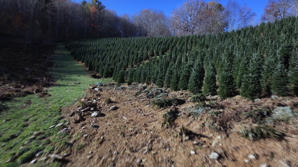 JacksonsTreeNC's tweet photo. Buy a Fraser fir, save a farm: NC Christmas tree growers rebuild after storm

Read more: https://t.co/zGtv1cpxFQ

#treeservice #christmastree #treeservice #treeservicecompany #treecare https://t.co/bZbBQLbbHj