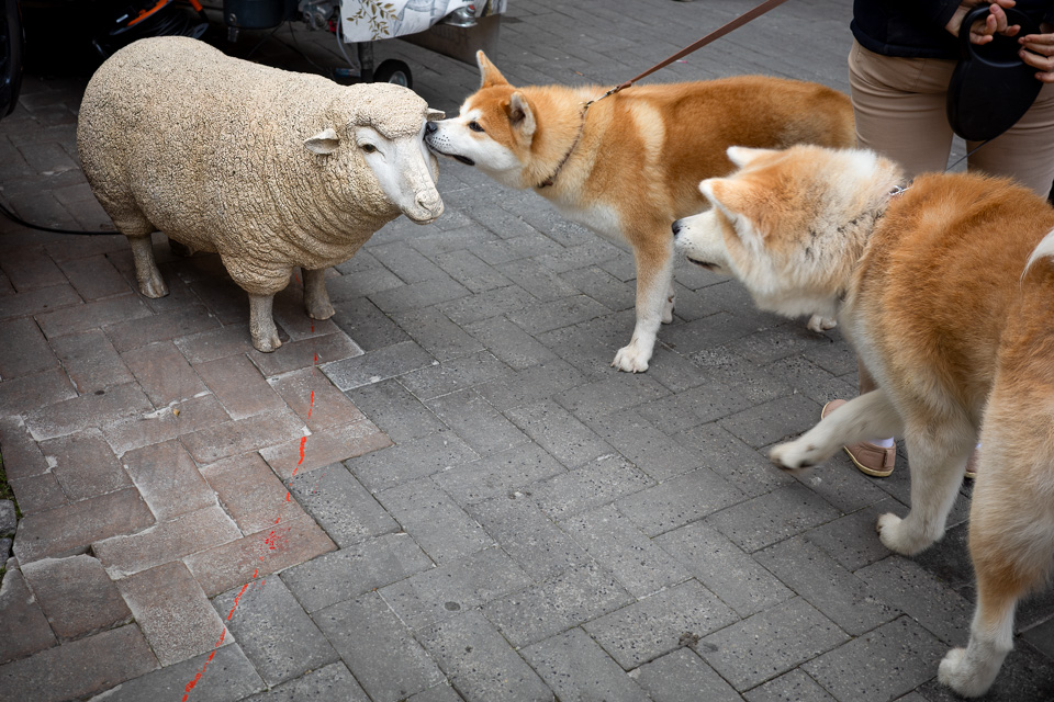 stephenhuenph's tweet photo. For the dog lovers

#streetphotography #photography #provence #dog #doglovers https://t.co/3WDFNfKSKf