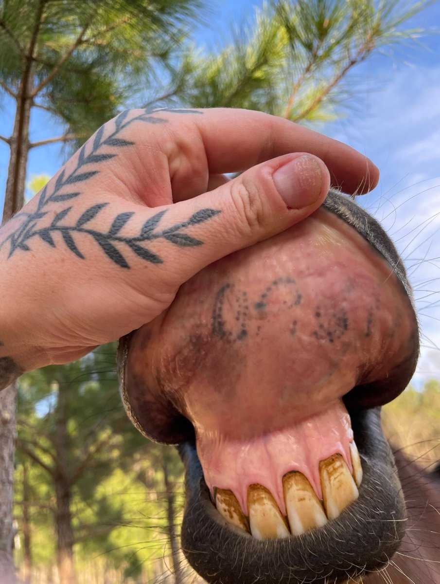 𝐸𝓋𝑒 ✿ tweet media