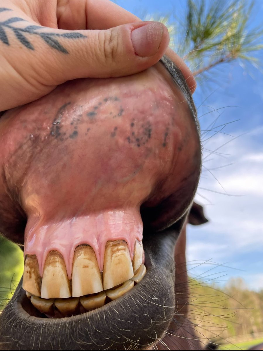 𝐸𝓋𝑒 ✿ tweet media