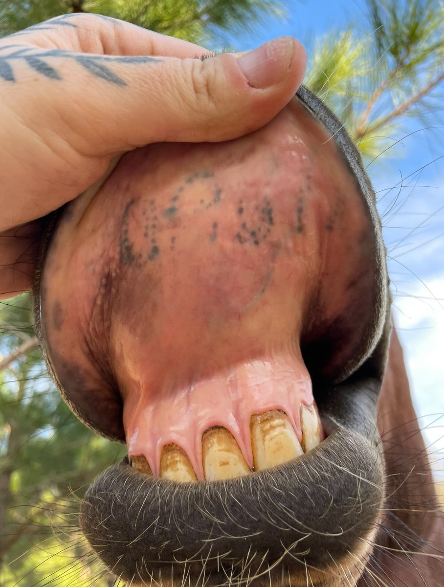 𝐸𝓋𝑒 ✿ tweet media