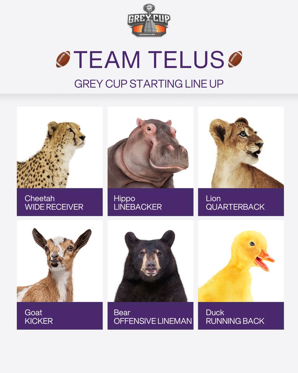 Which critter would you add to the Grey Cup line up?
Cheer on your favourite <a href="/CFL/">CFL</a> team this Sunday at the 111th #GreyCup, proudly sponsored by TELUS 🏈💜