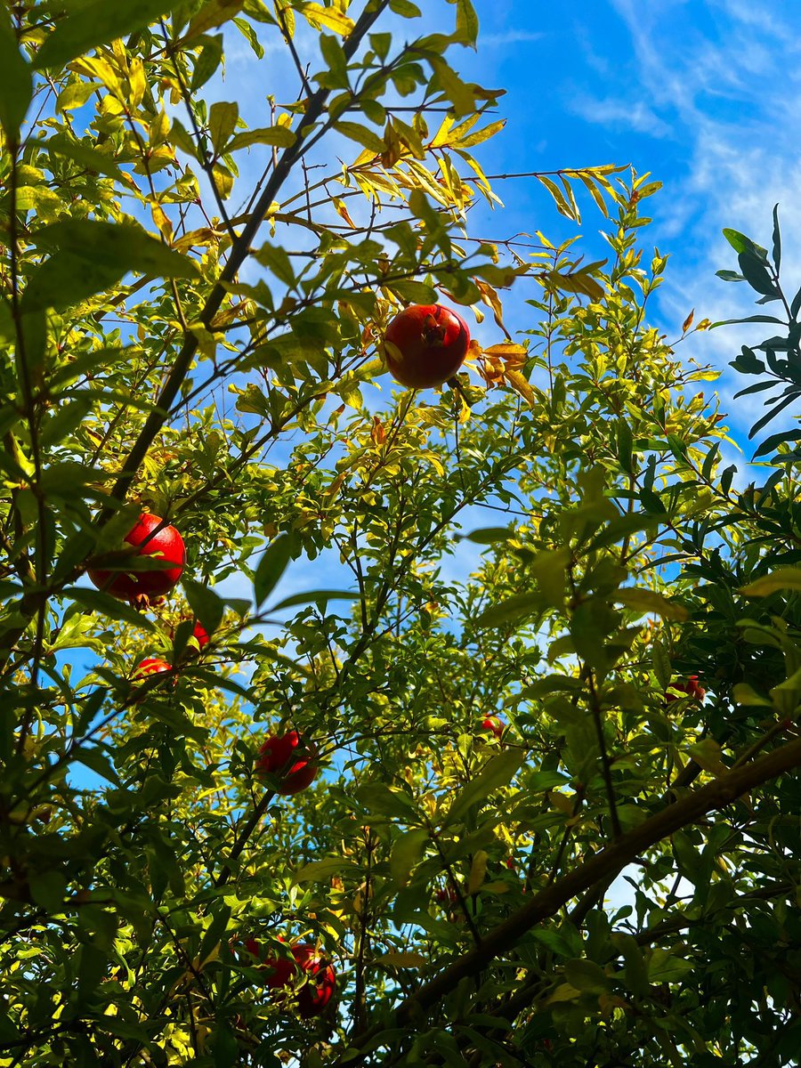 gothrkive's tweet photo. I love pomegranate season ♡ https://t.co/tfVNymiXwh