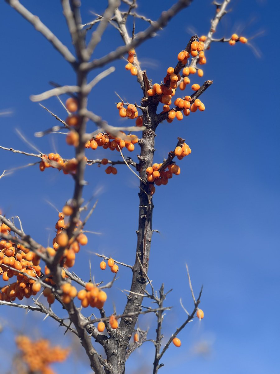 Өглөөний мэнд!