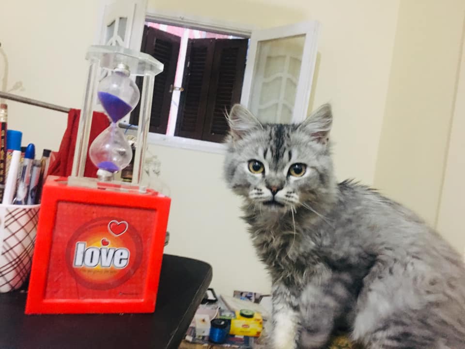 bahaaccount's tweet photo. @VodafoneEgypt  @vodafonered 
  why is Vodafone number 01093934411 still not working for the new owner?
the company said: it would work after 24 hours then after 24 hours they said it would work after 48 hours!! 
why is it still not working?? https://t.co/SeQFIFsqWi