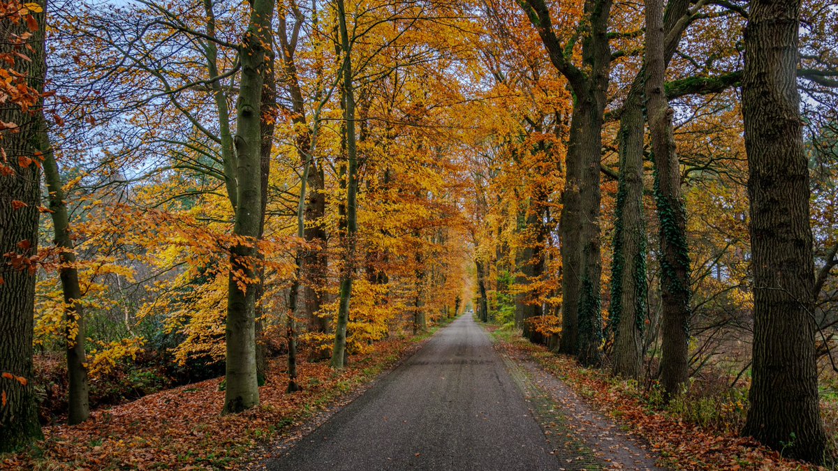 AnnySpoolder's tweet photo. Nog wat herfstkleuren in ons mooie #Twente #Notter #Grimberg #Wierden #Pelmolen #Rijssen #RijssenHolten #natuur #herfst ๐๐๐โ๐ซ๐ฅฎ https://t.co/7aYeXYajhi