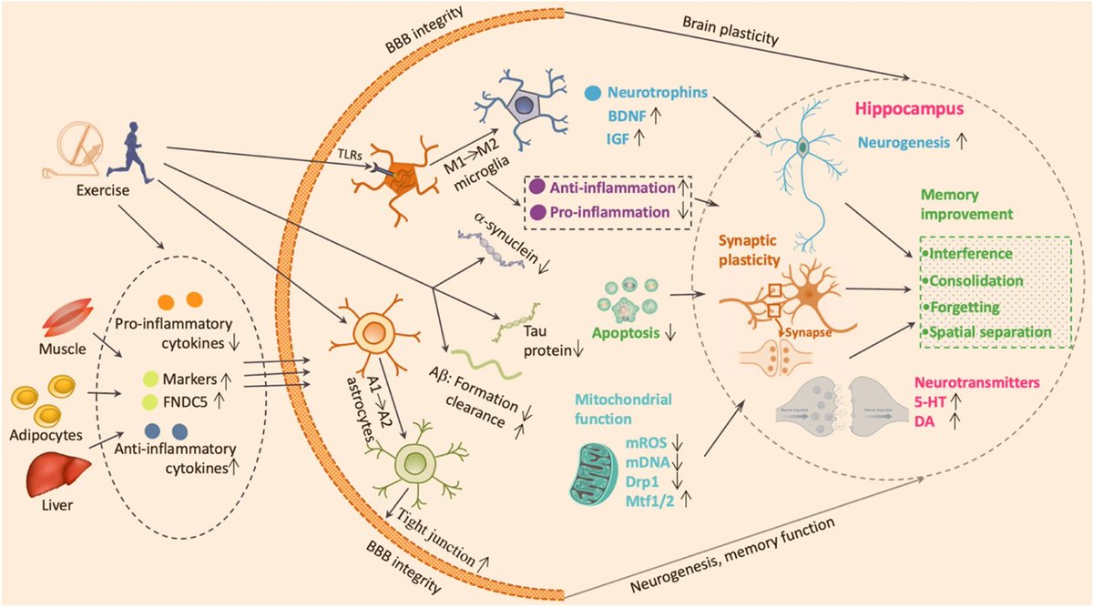 IberianCitizen's tweet photo. CUIDE sus RECUERDOS❤️🖼️

✅El EJERCICIO mejora flujo sanguíneo, la neurogénesis, la plasticidad sináptica, los factores neurotróficos y la defensa antioxidante, mostrando potencial en enf. neurodegenerativas💪🧠

#Alzheimer #Parkinson #ejercicio #mimeticos
https://t.co/skR7YBLL9M https://t.co/a3XB8sy1TY