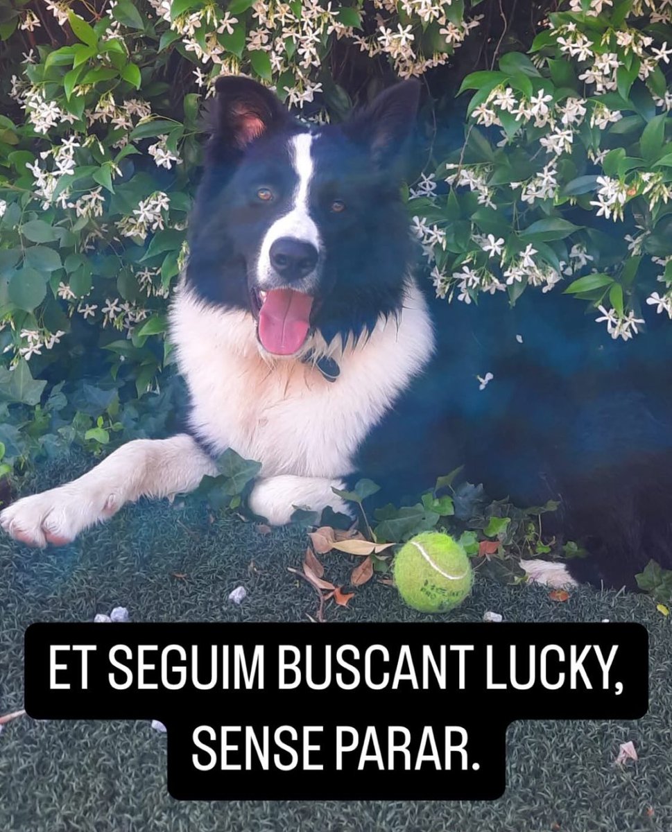 Gent de Twitter ENCARA NO HAN TROBAT EN LUCKY, hem de seguir tots fent MÀXIMA DIFUSIÓ siusplau‼️⚠️ Podeu difondre?? Moltes gràcies