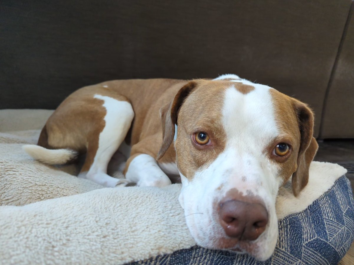 bkellner's tweet image. I doubt anyone was waiting for this post, but I think this is my last one on this platform.  I'm enjoying the blue butterfly app more.  And I'm posting more dog pics there where I'm also bkellner