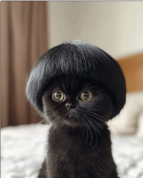 CryptoNoobDrew's tweet photo. $tyler the cat that comes with a helmet https://t.co/WwmOlpMIxR