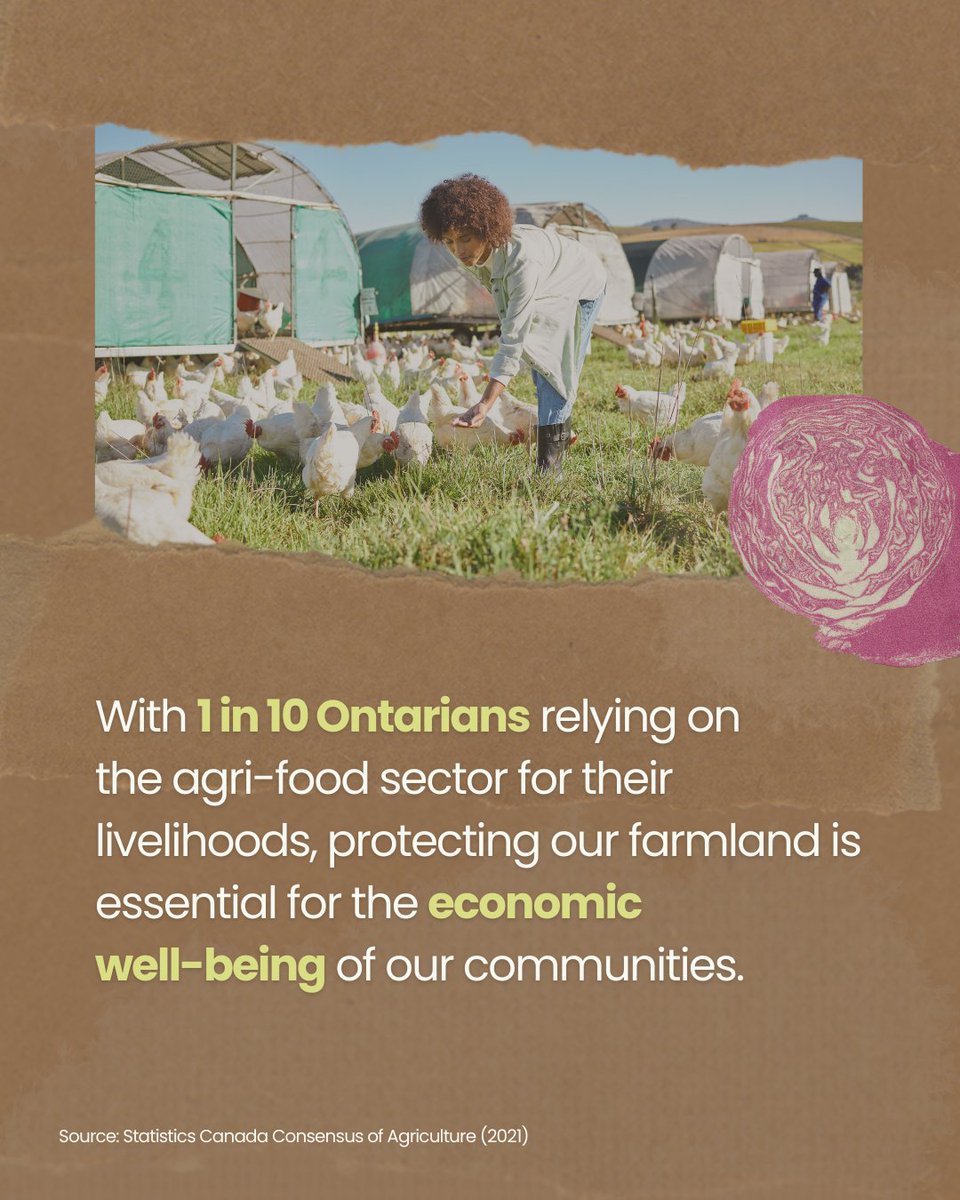 ONFarmlandTrust's tweet image. In 35 years, Ontario has lost 2.8 million acres of farmland to urbanization and mining. We all rely on agriculture, from the food we eat to local jobs. Join us in protecting farmland—get involved and learn more about how you can help at bit.ly/4hF3NPi.
#ProtectFarmland