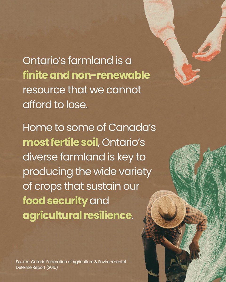 ONFarmlandTrust's tweet image. In 35 years, Ontario has lost 2.8 million acres of farmland to urbanization and mining. We all rely on agriculture, from the food we eat to local jobs. Join us in protecting farmland—get involved and learn more about how you can help at bit.ly/4hF3NPi.
#ProtectFarmland