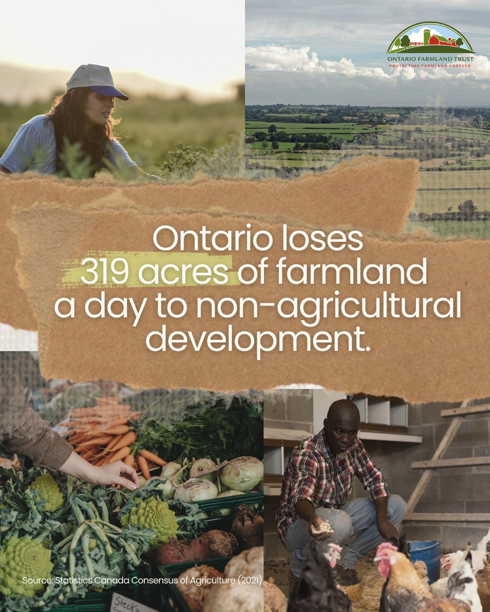 ONFarmlandTrust's tweet image. In 35 years, Ontario has lost 2.8 million acres of farmland to urbanization and mining. We all rely on agriculture, from the food we eat to local jobs. Join us in protecting farmland—get involved and learn more about how you can help at bit.ly/4hF3NPi.
#ProtectFarmland