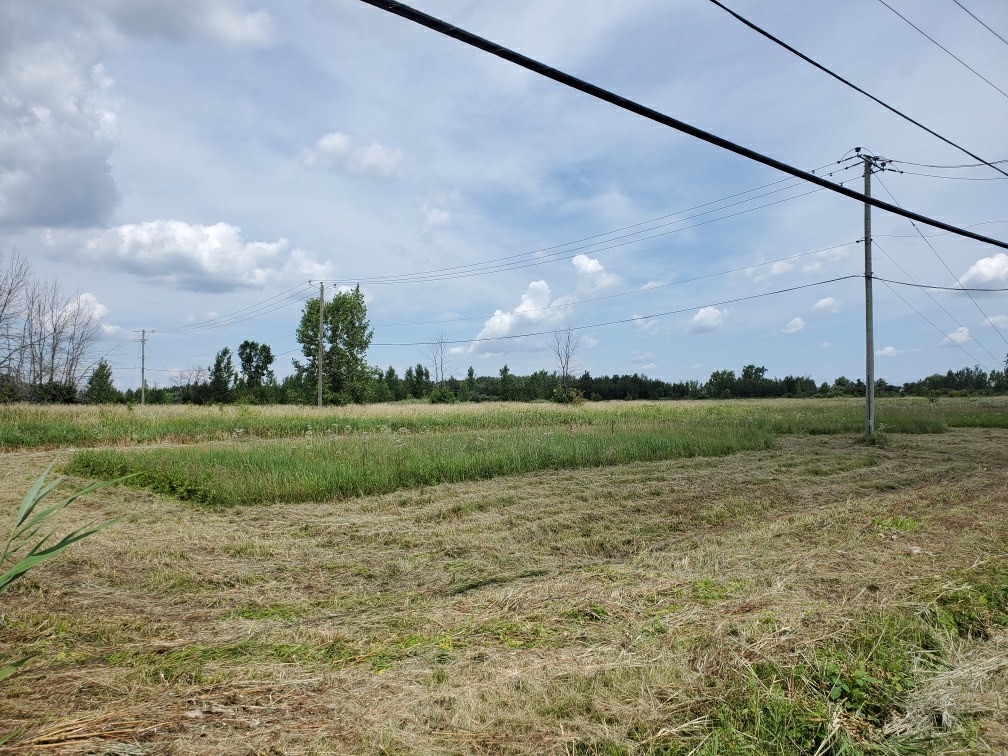 environmentca's tweet photo. A company and its owner violated the Emergency Order aimed at protecting the western #ChorusFrog in Longueuil, Quebec.
They will have to pay $12,500 for mowing 1,650 m2 of grass in the frog’s endangered habitat.
More info: https://t.co/DO8SgaL487 https://t.co/y5pt3QQ01t