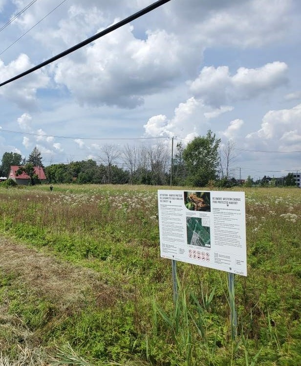 environmentca's tweet photo. A company and its owner violated the Emergency Order aimed at protecting the western #ChorusFrog in Longueuil, Quebec.
They will have to pay $12,500 for mowing 1,650 m2 of grass in the frog’s endangered habitat.
More info: https://t.co/DO8SgaL487 https://t.co/y5pt3QQ01t