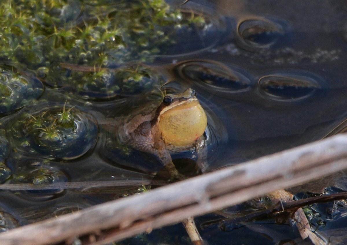 environmentca's tweet photo. A company and its owner violated the Emergency Order aimed at protecting the western #ChorusFrog in Longueuil, Quebec.
They will have to pay $12,500 for mowing 1,650 m2 of grass in the frog’s endangered habitat.
More info: https://t.co/DO8SgaL487 https://t.co/y5pt3QQ01t