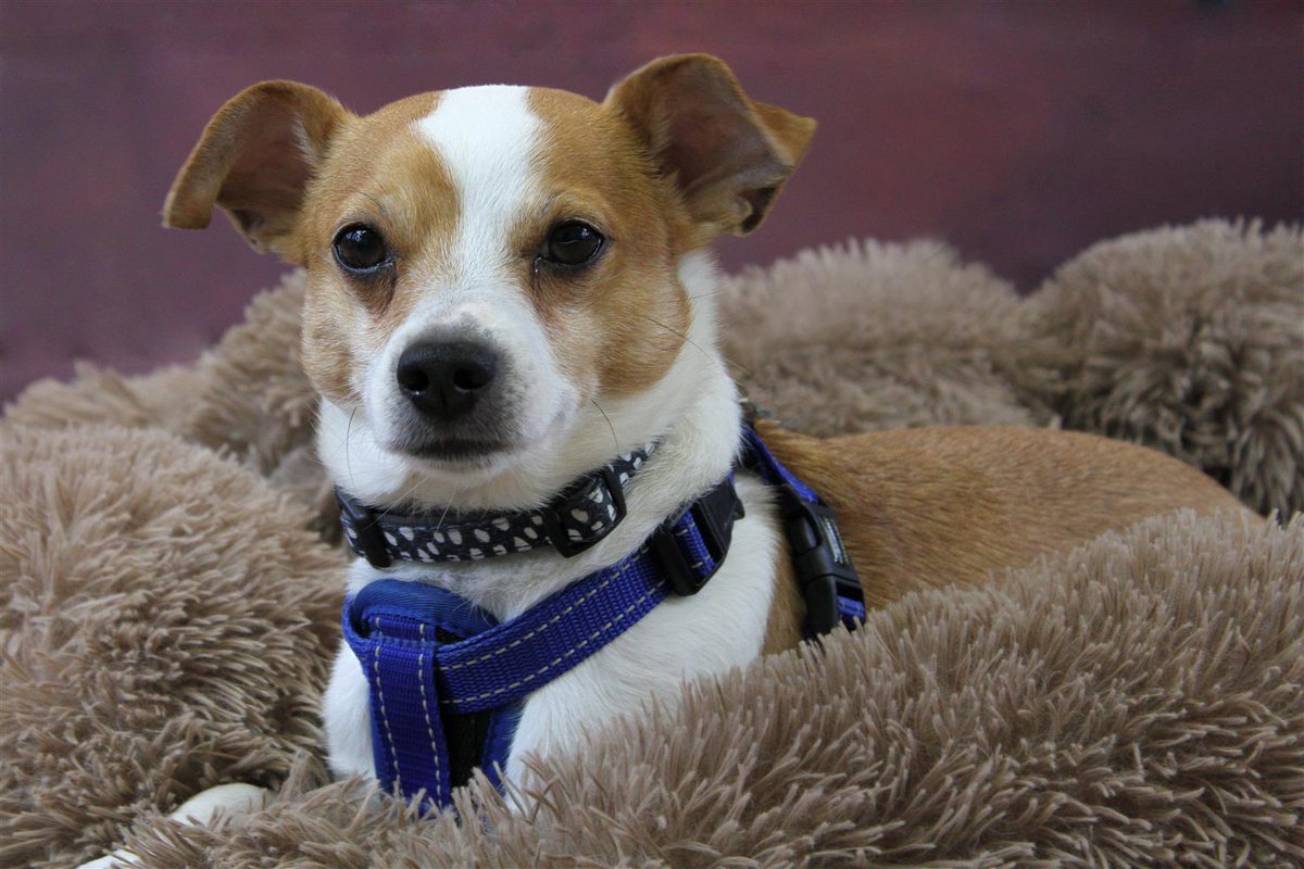 Please retweet to help Alfie find a home #LANCASHIRE #UK - Registered British Charity ✅
This lovely little boy is Alfie, he is a very young looking 10 year old Jack Russell cross. He came in to Bleakholt because his owners were unable to take care of him. Alfie is an active boy