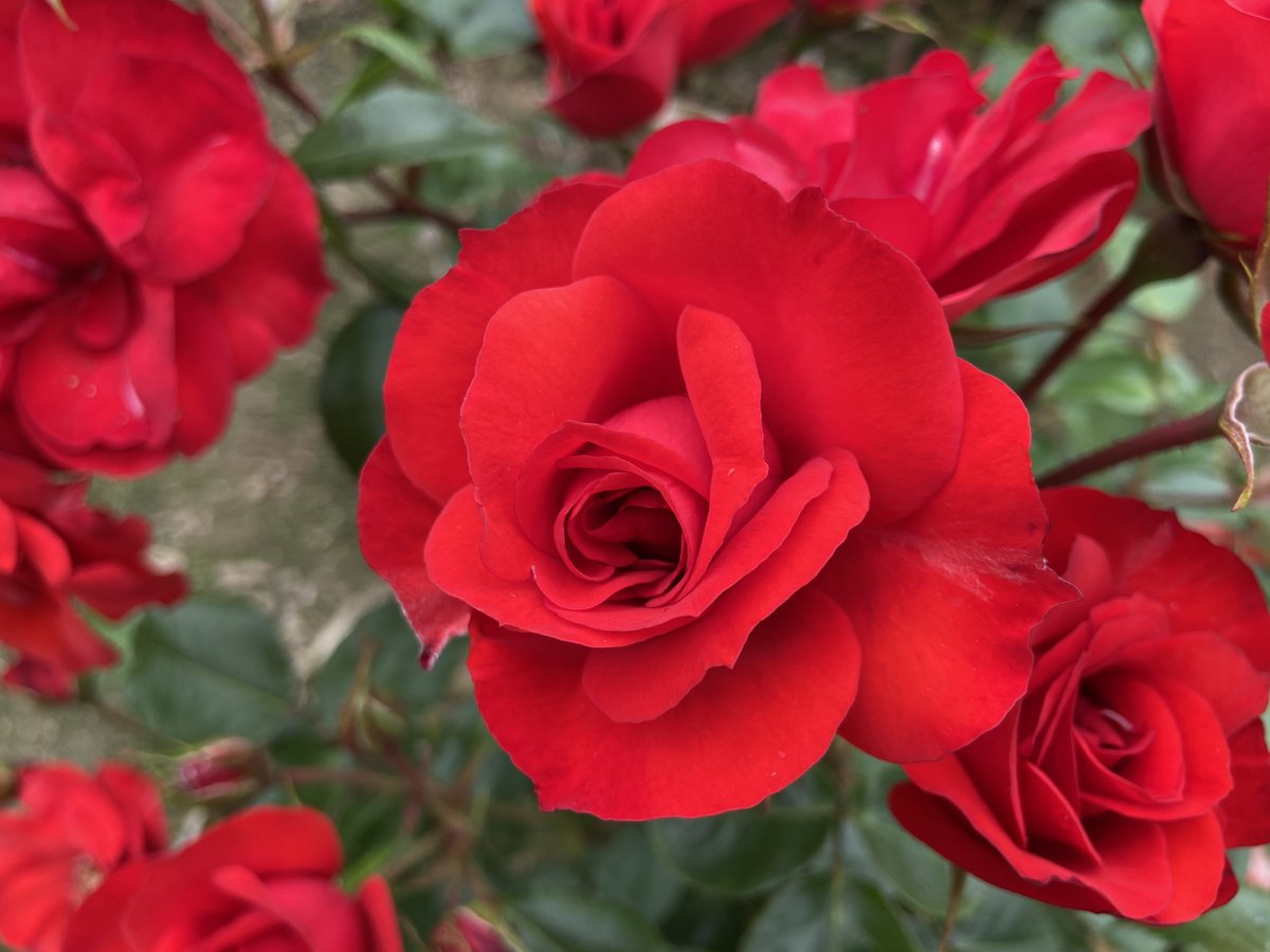 おはようございます🌹✨
今日もよろしくお願いします😃✨