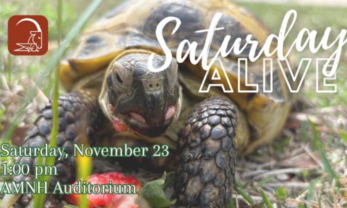 calhounjournal's tweet photo. Saturday Alive! at Anniston Museums and Gardens: Explore, Learn, and Meet Animal Ambassadors

https://t.co/uGMjfcZPW3 https://t.co/Jubg4WFNrZ
