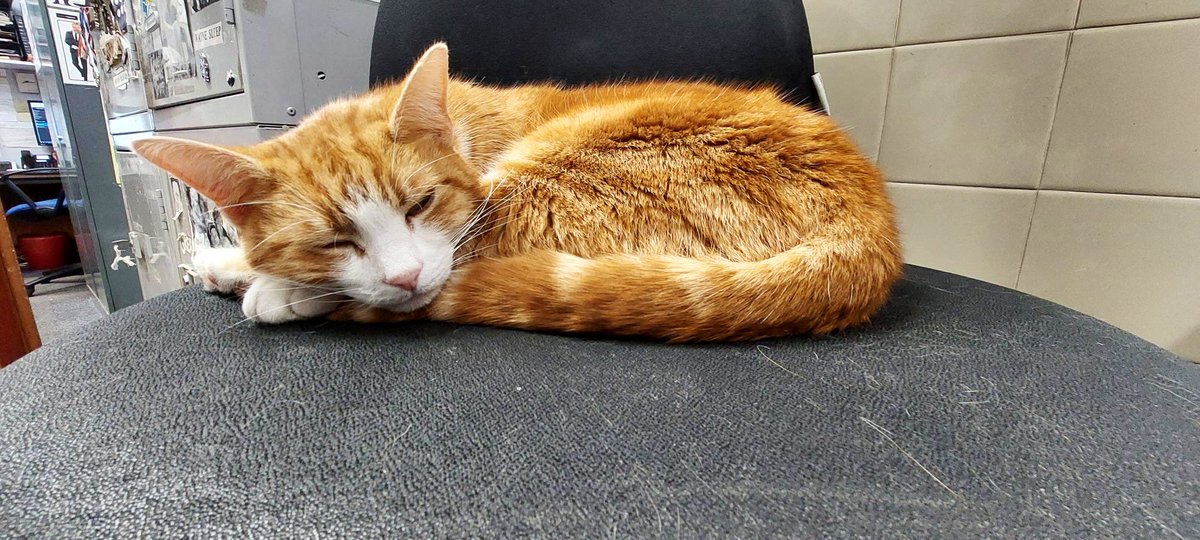 Night night sweet dreamies 

Be patient with your pain. 
Take the time you need. 
There is no rush. 
Be patient and loving with yourself. 
You deserve your own kindness.

#cats #cats #Cat #CatsOnTwitter #CatsOfTwitter