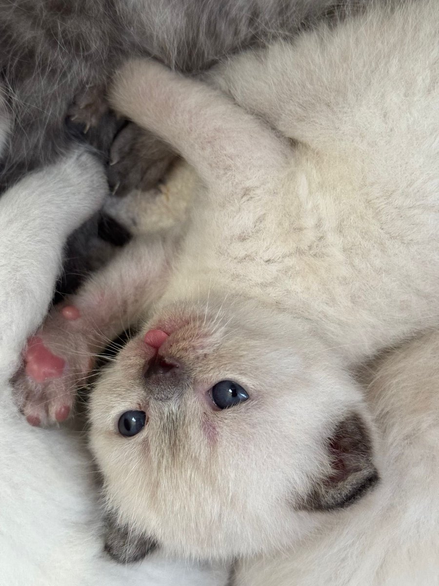 GencerenBuse's tweet photo. Ama nasıl güzel 🐾💕 https://t.co/kHxVfpVYlF