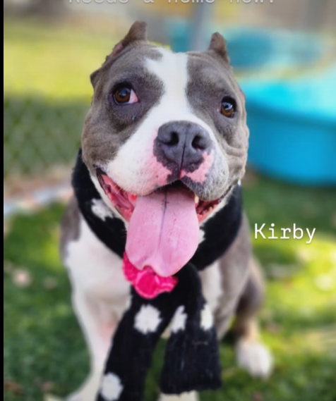 mapleveewesem's tweet photo. 🆘💔🆘KIRBY, a very sweet 2 yo, 42 lb lowrider on the Downey #California ACC euth list😱 Poor girl came in with a prolapsed rectum which was fixed straight away. All heeled now, she needs a calm home to continue her recovery &amp; decompress.🙏 info⬇️
#A5658866 https://t.co/JWd0kyRXYd