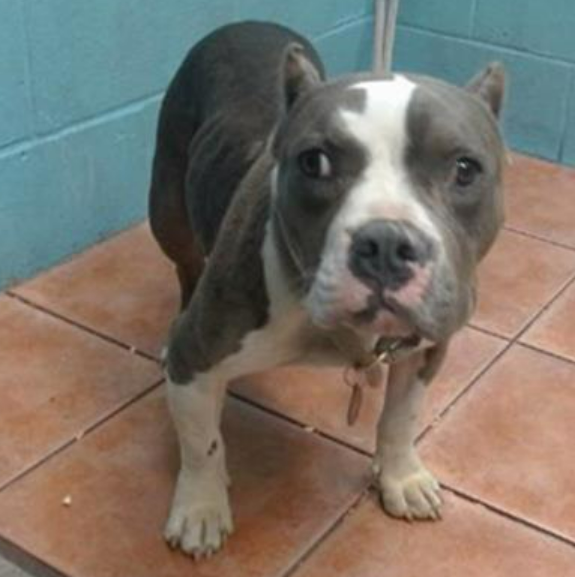 mapleveewesem's tweet photo. 🆘💔🆘KIRBY, a very sweet 2 yo, 42 lb lowrider on the Downey #California ACC euth list😱 Poor girl came in with a prolapsed rectum which was fixed straight away. All heeled now, she needs a calm home to continue her recovery &amp; decompress.🙏 info⬇️
#A5658866 https://t.co/JWd0kyRXYd