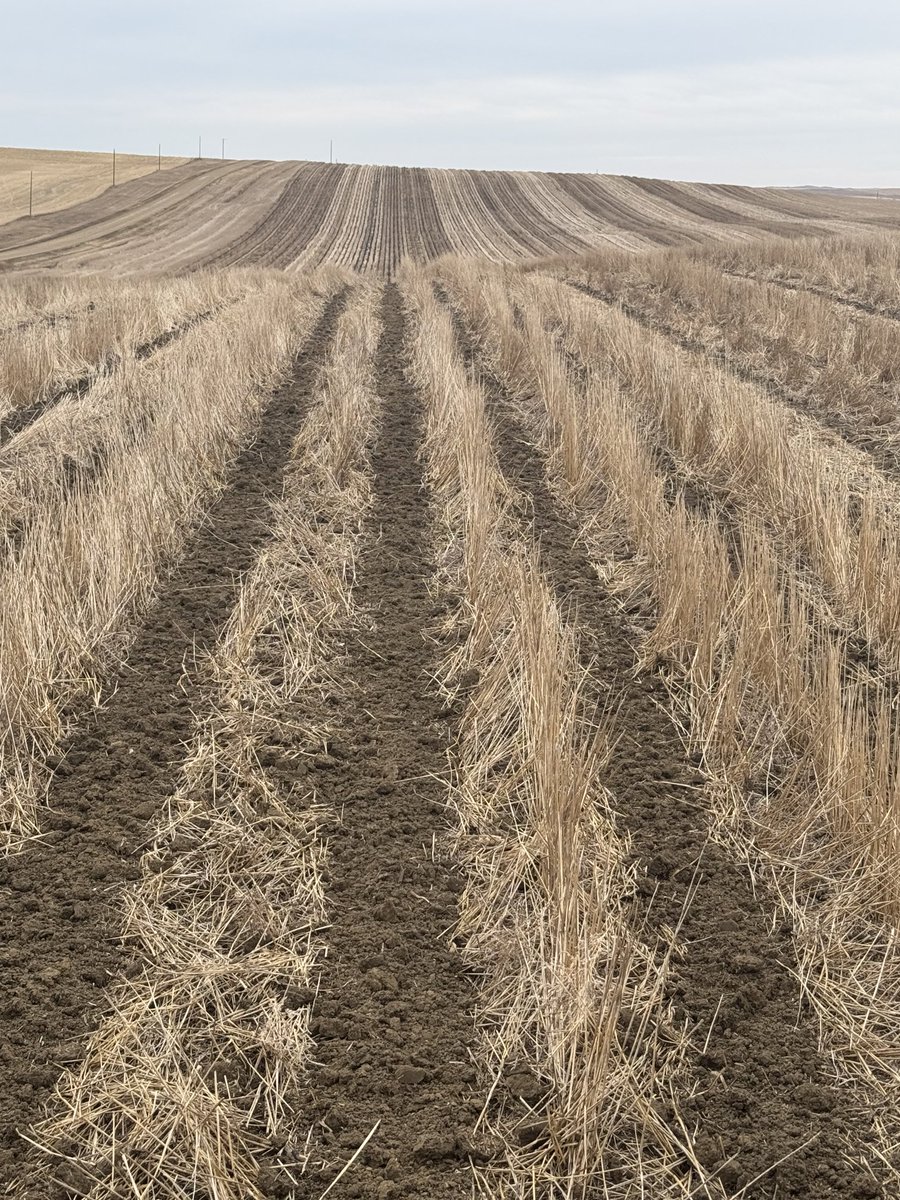 travismesser81's tweet photo. Gotta love those #strip-till zones into @ShelbourneReyno stubble! @MidwesternBioAg #TerraNu Hi P blend along with some #TerrNu K+ going down VRT today. @PlainsGrain #PrecisionMaXX https://t.co/pjhEZGGY4w