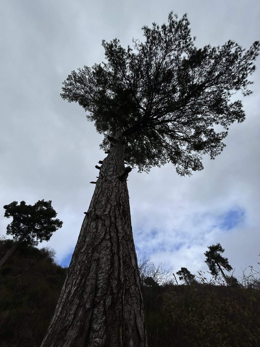 jrambaud's tweet photo. #Pino Laricio (Pinus Nigra), ejemplares de más de 500 años. #Pinsapos y #Cedros ( repoblación) Los #arboles de #HeranPelea ( periferia) #SierradeSegura #Jaen #Jaenparaisointerior #Andalucia https://t.co/iMUGQ6x23b