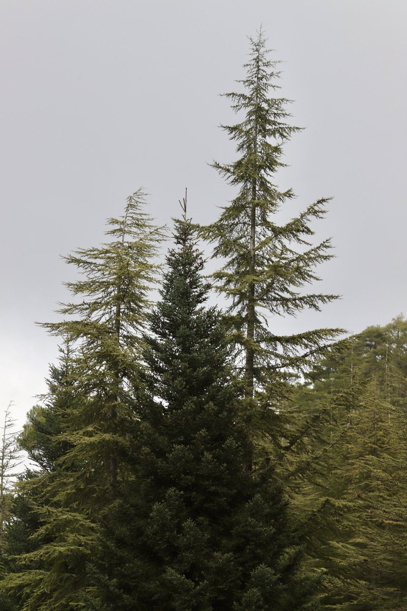 jrambaud's tweet photo. #Pino Laricio (Pinus Nigra), ejemplares de más de 500 años. #Pinsapos y #Cedros ( repoblación) Los #arboles de #HeranPelea ( periferia) #SierradeSegura #Jaen #Jaenparaisointerior #Andalucia https://t.co/iMUGQ6x23b
