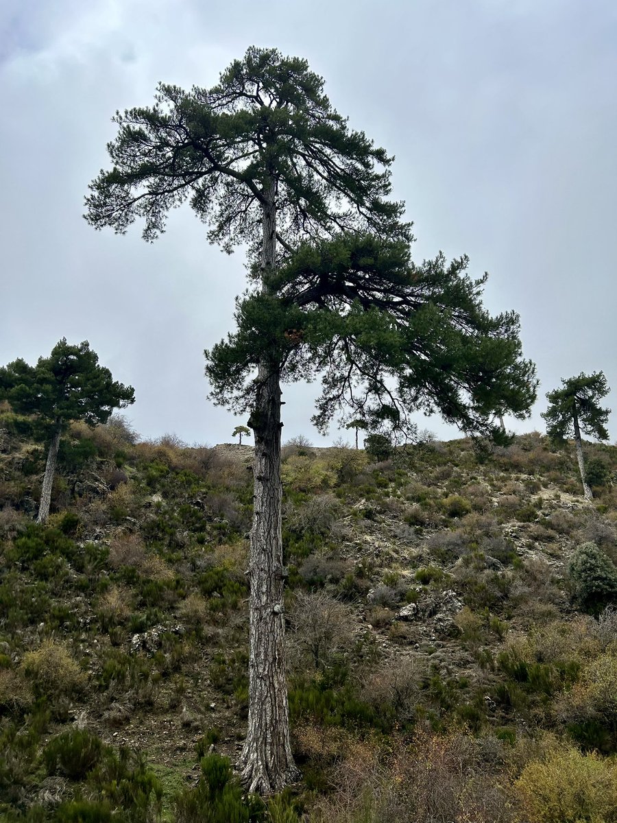 jrambaud's tweet photo. #Pino Laricio (Pinus Nigra), ejemplares de más de 500 años. #Pinsapos y #Cedros ( repoblación) Los #arboles de #HeranPelea ( periferia) #SierradeSegura #Jaen #Jaenparaisointerior #Andalucia https://t.co/iMUGQ6x23b