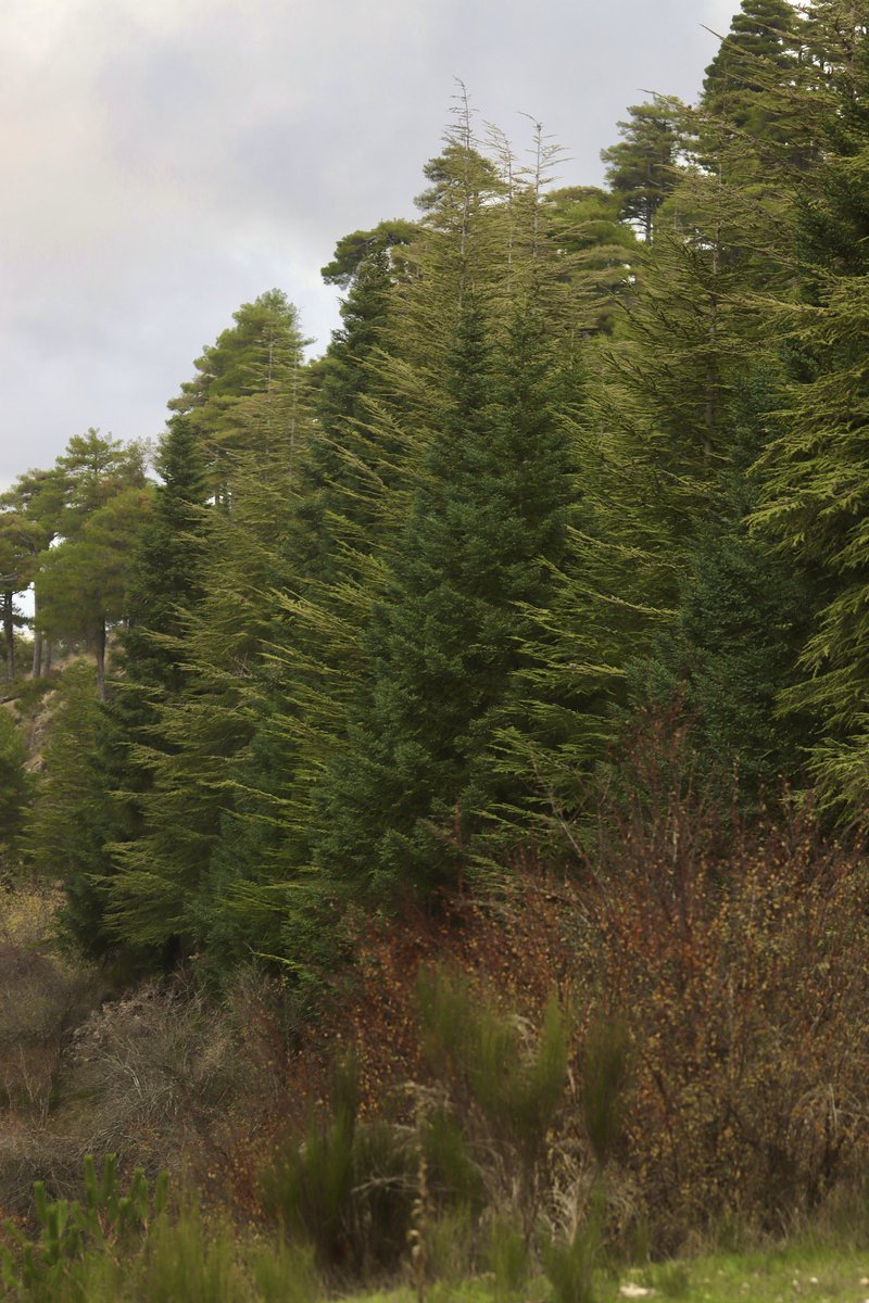 jrambaud's tweet photo. #Pino Laricio (Pinus Nigra), ejemplares de más de 500 años. #Pinsapos y #Cedros ( repoblación) Los #arboles de #HeranPelea ( periferia) #SierradeSegura #Jaen #Jaenparaisointerior #Andalucia https://t.co/iMUGQ6x23b