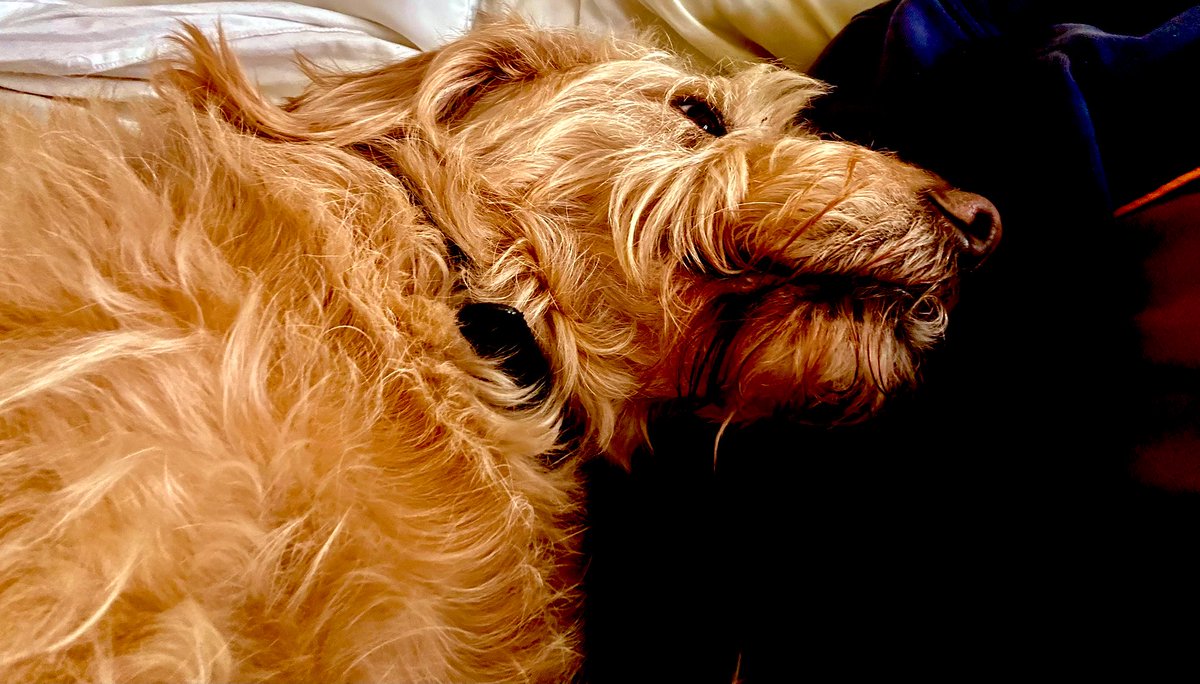 AVillaFootball's tweet photo. @Ivor168274 @AllenWeso6 💯 made up for you but wait until he eats your lonsdales … #dognonce … they’re boss pal , mad how quickly they become part of the family and then the only one in the house that loves you - talking from experience - on my leg now 🧡🖤👊 https://t.co/yx9FzLjxuD
