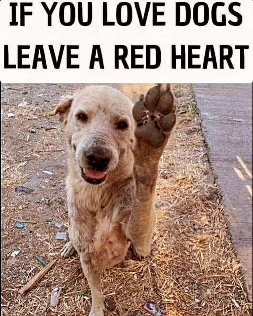 GoldretrieverUS's tweet image. Watch out for the mud but
👇❤️Give me some love❤️👇

(Friendlygoldens Ig) #DogsofTwittter #DogsLover