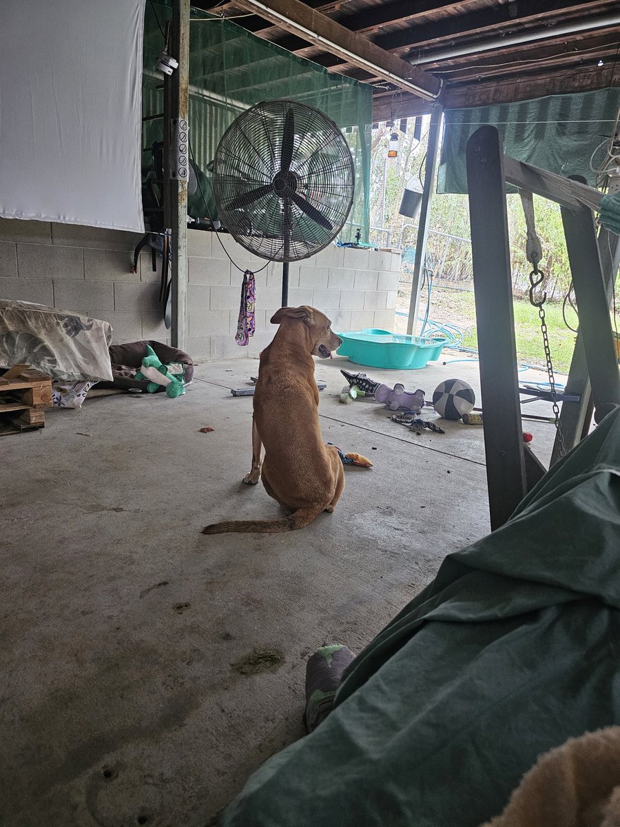 JaymieRains's tweet photo. #PerfectJenna likes to sit tooooo far away for pats, and then look offended when she doesn't get pats. https://t.co/SV0KGu8wRL