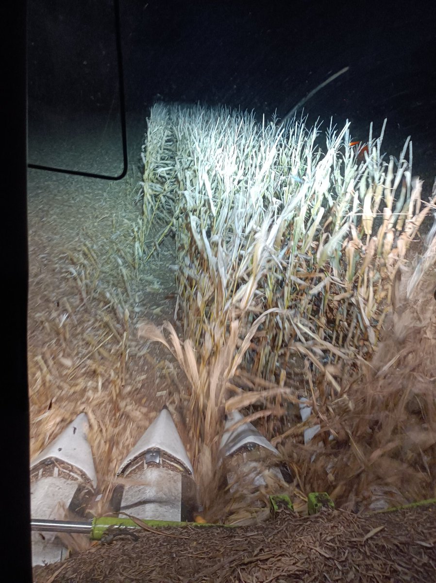 Dernière moisson de l'année qui se termine, surplus de 🌽 ensilage... C'est pas hyper sec, mais c'est sorti avant la "belle" semaine pluvieuse qui s'annonce...