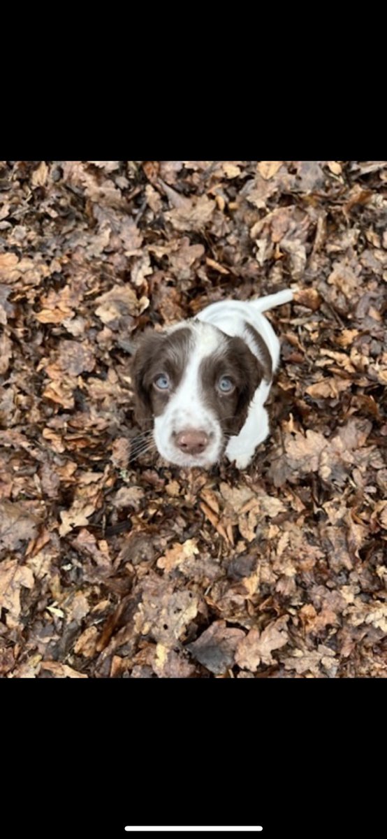 AshleyCoyle's tweet photo. Can’t get over missing my baby girl! We all miss you so much my little Rae of sunshine my forever pup 💔 https://t.co/eaJJBRUnd4